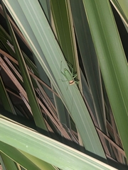 Uromenus rugosicollis