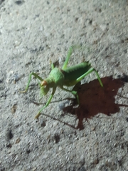 Uromenus rugosicollis