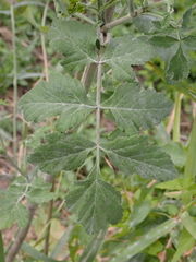 Pastinaca sativa