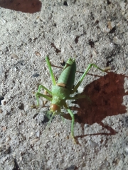 Uromenus rugosicollis