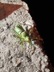 Uromenus rugosicollis