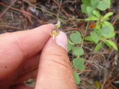 Phaseolus polystachios sinuatus