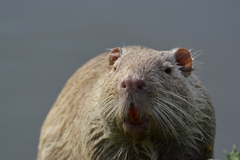 Myocastor coypus