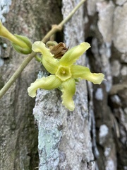 Prestonia mexicana