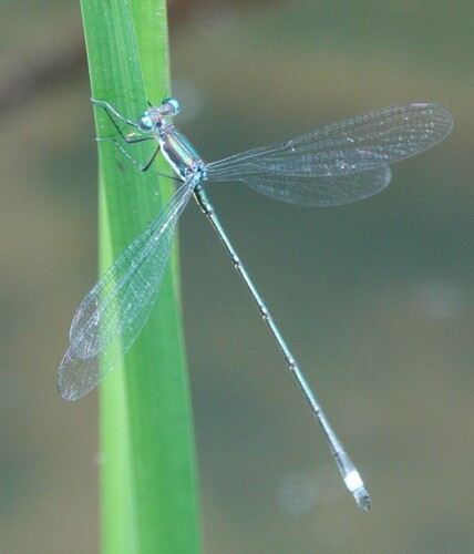 Swamp Spreadwing photo 4