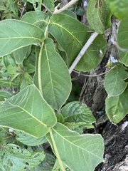 Prestonia mexicana