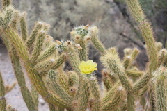 Cylindropuntia ganderi