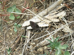Pholisora