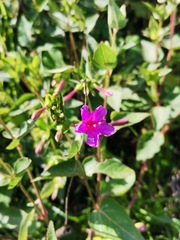 Mirabilis jalapa