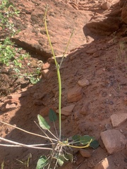 Eriogonum zionis