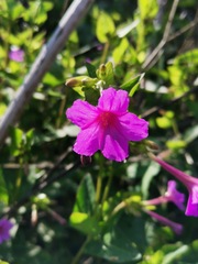 Mirabilis jalapa