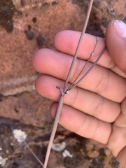 Eriogonum zionis
