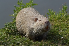 Myocastor coypus