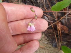 Phaseolus polystachios sinuatus