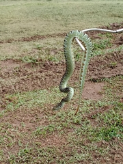 Bothriechis supraciliaris