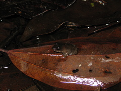 Leptodactylus petersii