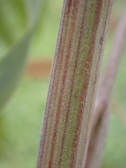 Pastinaca sativa
