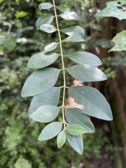 Ligustrum