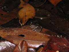 Leptodactylus petersii
