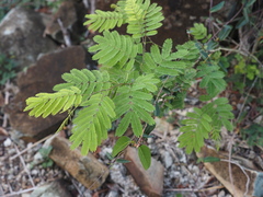 Senegalia westiana