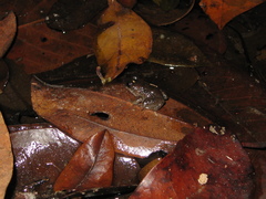 Leptodactylus petersii