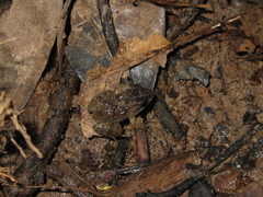 Leptodactylus petersii