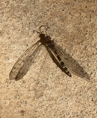 Neuroleon egenus