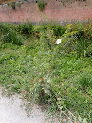 Pastinaca sativa