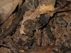 Leptodactylus petersii