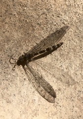 Neuroleon egenus