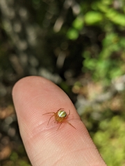 Araneus bivittatus