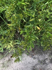 Hypericum galioides
