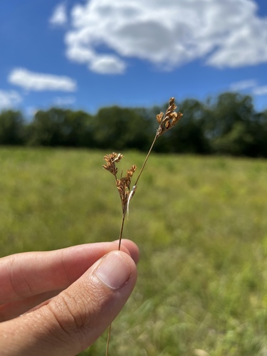 Tuftedstem rush (Juncus brachyphyllus)
