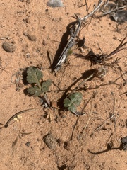 Cymopterus newberryi
