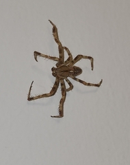Araneus diadematus