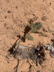 Cymopterus newberryi