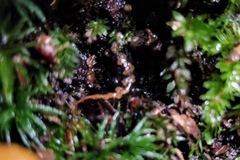 Desmognathus carolinensis