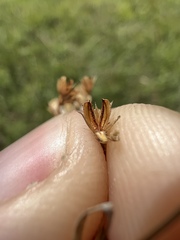 Juncus brachyphyllus