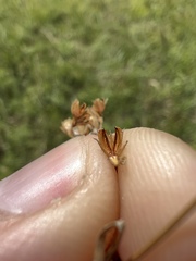 Juncus brachyphyllus