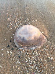 Dactyliophorae