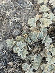 Idiostatus hermannii