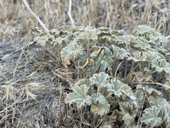 Idiostatus hermannii