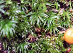 Desmognathus carolinensis