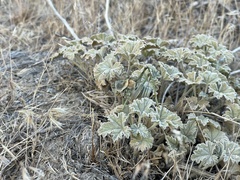 Idiostatus hermannii