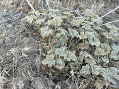 Idiostatus hermannii