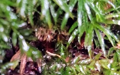 Desmognathus carolinensis