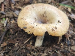 Russula amerorecondita