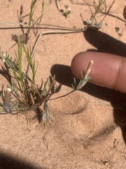 Linanthus bigelovii