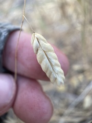 Bromus briziformis