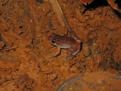 Adenomera hylaedactyla